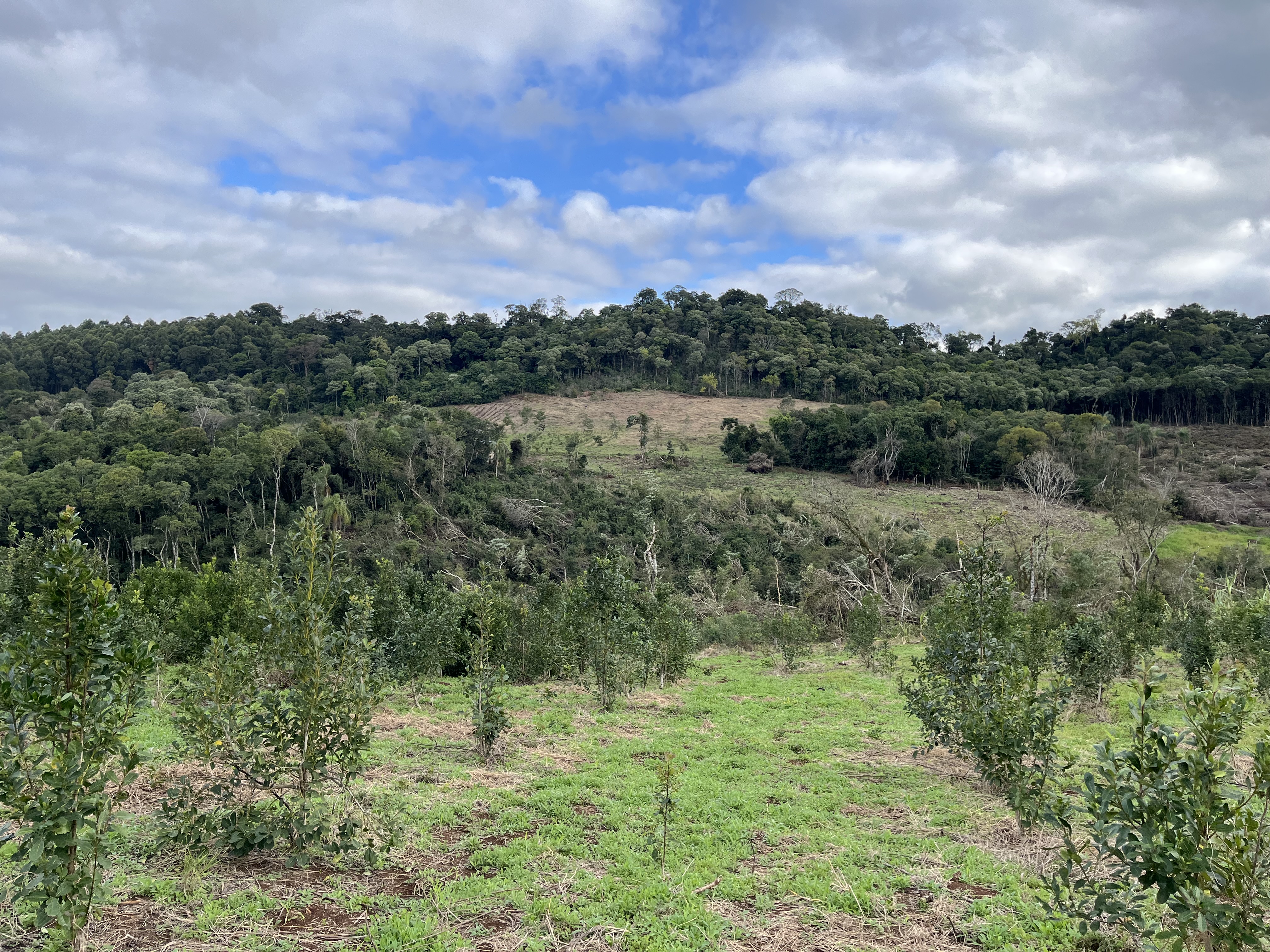 KLEY x WEFOREST : Un partenariat pour la reforestation 